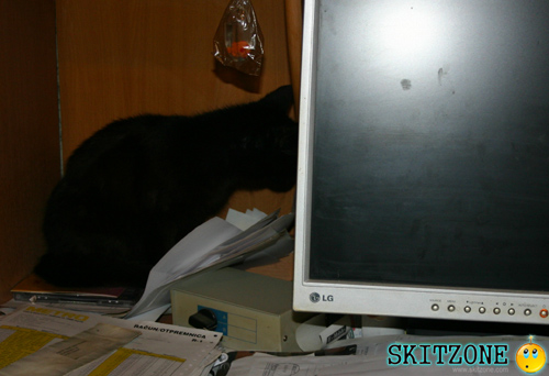 Cat & PC