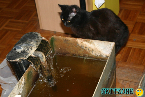 My cat
