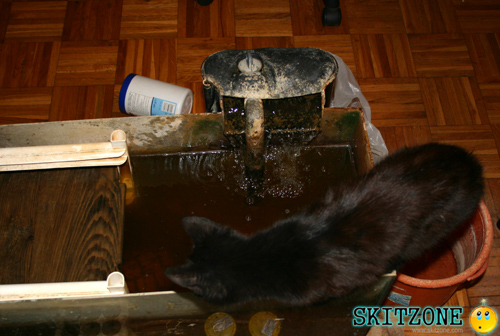 My cat