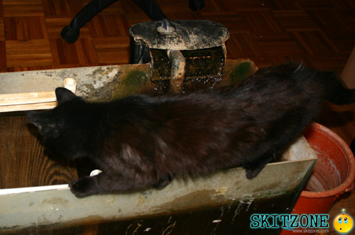 My cat