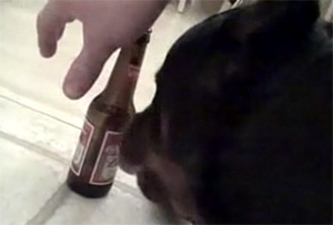 Beer Lovers