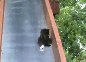 Kittens Falling Down Slide