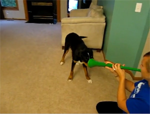 dogs vs vuvuzela