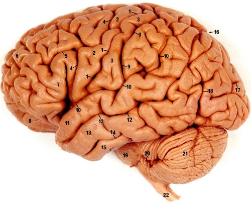 15 Things You Didn’t Know about the Brain
