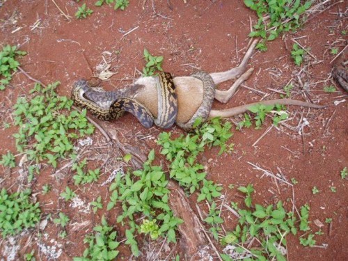 python eats kangaroo01 500x375 The Python eats a Kangaroo!