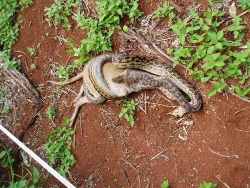 python eats kangaroo02 500x375 The Python eats a Kangaroo!