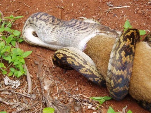 python eats kangaroo03 500x375 The Python eats a Kangaroo!