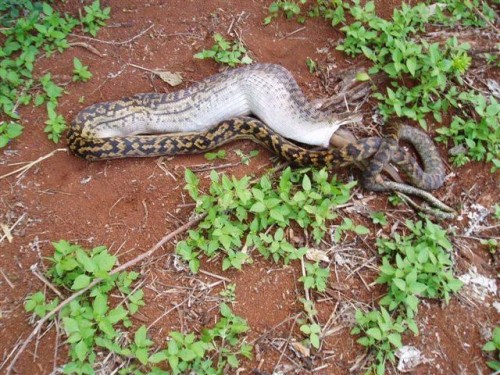 python eats kangaroo04 500x375 The Python eats a Kangaroo!