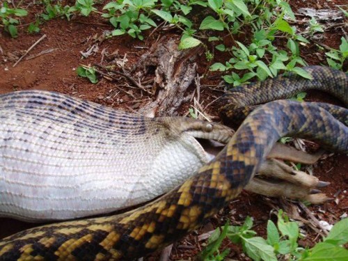python eats kangaroo05 500x375 The Python eats a Kangaroo!
