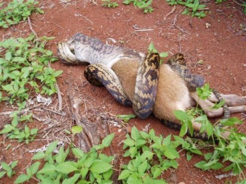 python eats kangaroo06 500x375 The Python eats a Kangaroo!