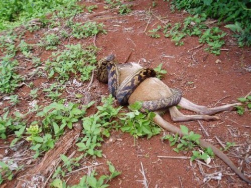 python eats kangaroo07 500x375 The Python eats a Kangaroo!