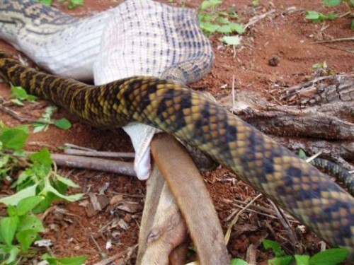 python eats kangaroo08 500x375 The Python eats a Kangaroo!