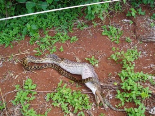 python eats kangaroo09 500x375 The Python eats a Kangaroo!