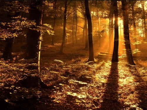 sunset22 Autumn Forest in the Sunset