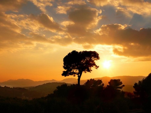 sunset26 Sunset & Tree
