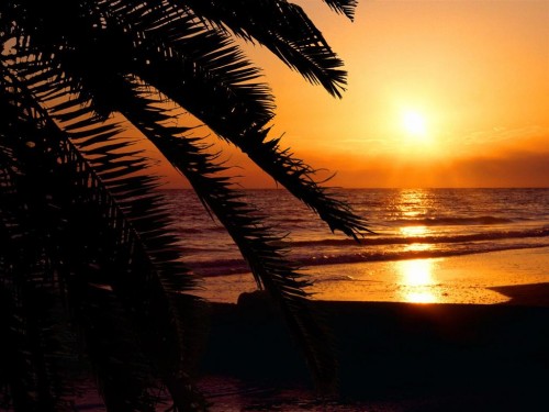 sunset28 sunset and palm tree