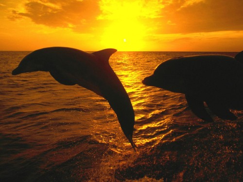 sunset33 Sunset Jump, Honduras