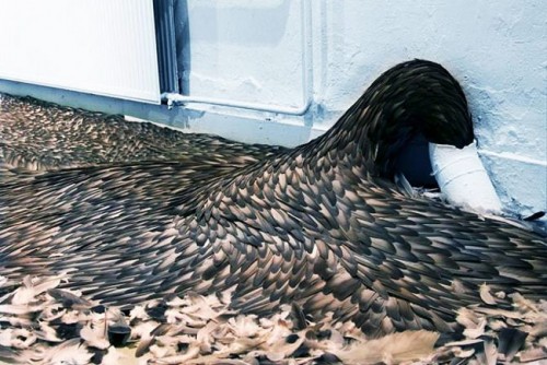Modern Art Made From Pigeon Feathers