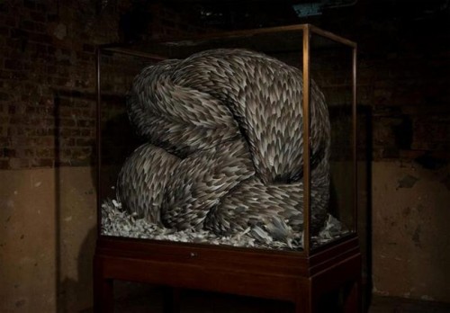 Modern Art Made From Pigeon Feathers