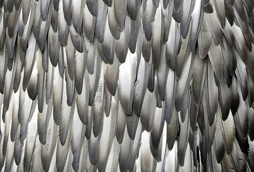 Modern Art Made From Pigeon Feathers