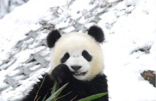 Pandas Play in Snow