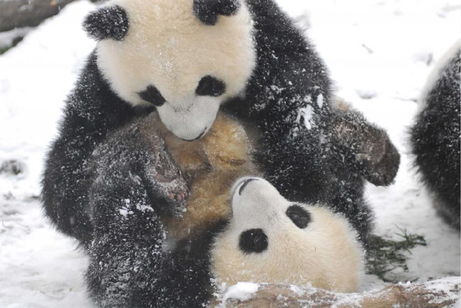 Pandas Play in Snow