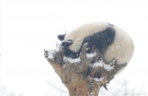 Pandas Play in Snow