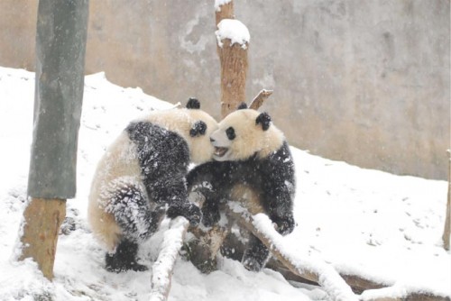 Pandas Play in Snow