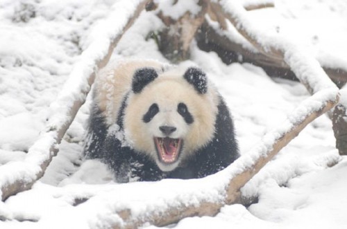 Pandas Play in Snow