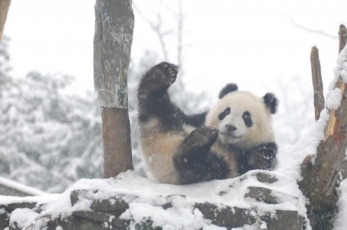 Pandas Play in Snow