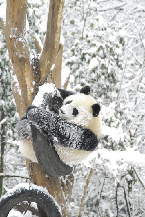 Pandas Play in Snow