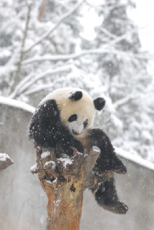 Pandas Play in Snow