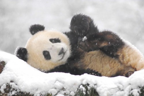 Pandas Play in Snow