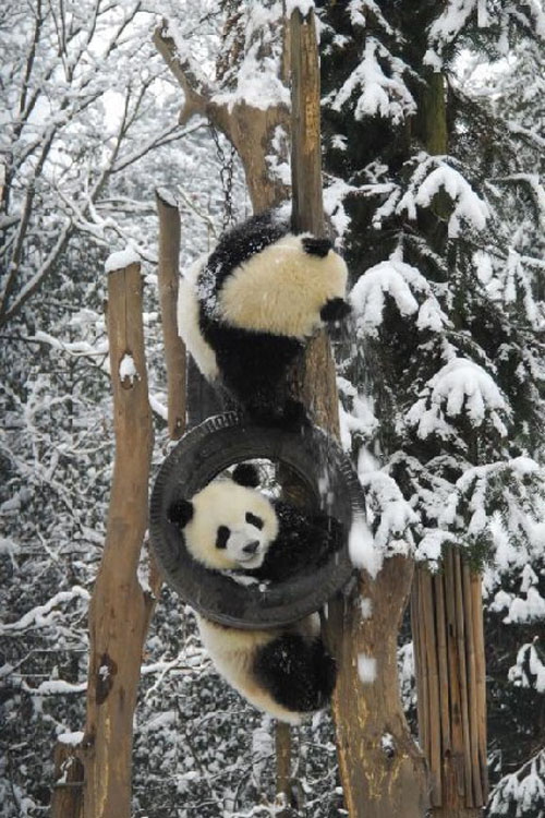 Pandas Play in Snow