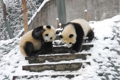 Pandas Play in Snow