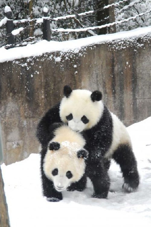 Pandas Play in Snow