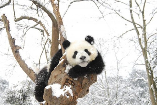 Pandas Play in Snow