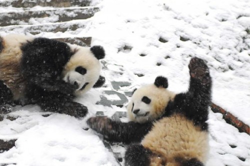 Pandas Play in Snow