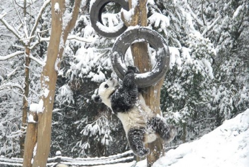 Pandas Play in Snow