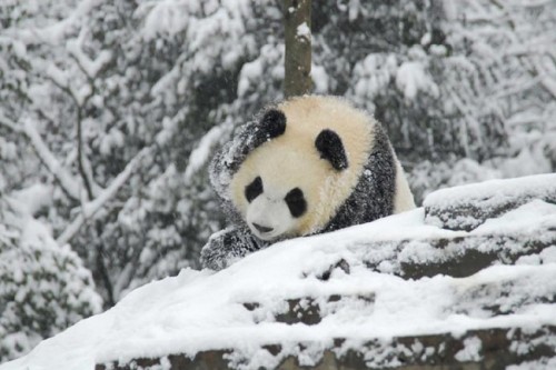 Pandas Play in Snow