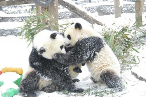 Pandas Play in Snow