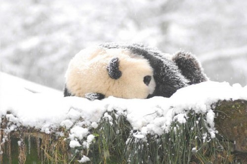 Pandas Play in Snow