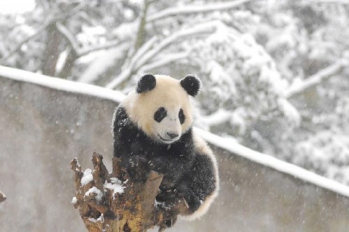 Pandas Play in Snow