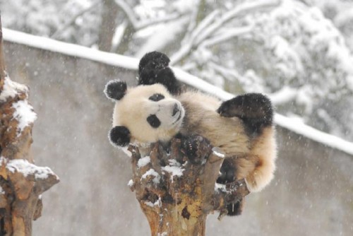 Pandas Play in Snow
