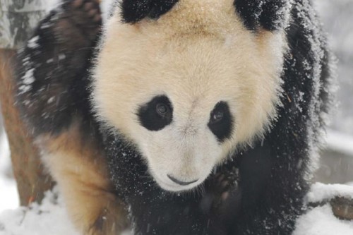 Pandas Play in Snow