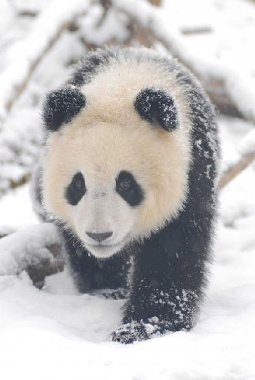 Pandas Play in Snow
