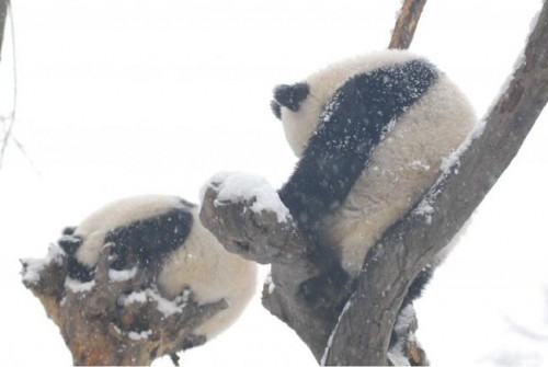 Pandas Play in Snow