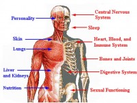 Six Weird and Wonderful Facts About the Human Body