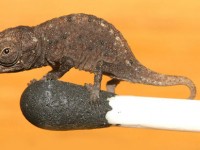 Brookesia micra - The world's smallest chameleon