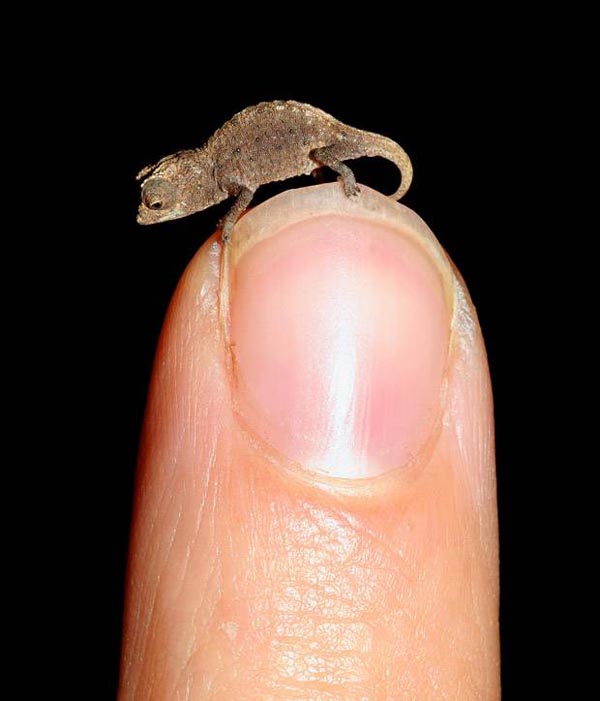 Brookesia micra - The world's smallest chameleon